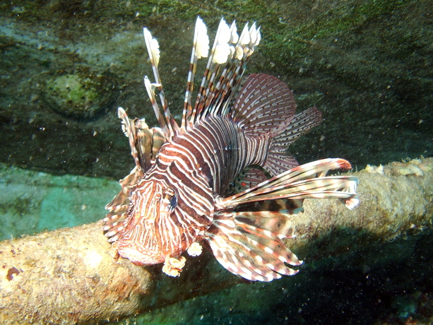 Indischer Rotfeuerfisch