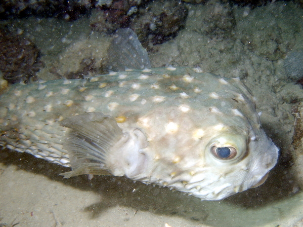 Gelbflecken-Igelfisch