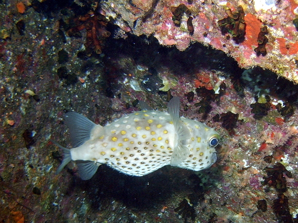 Gelbflecken-Igelfisch