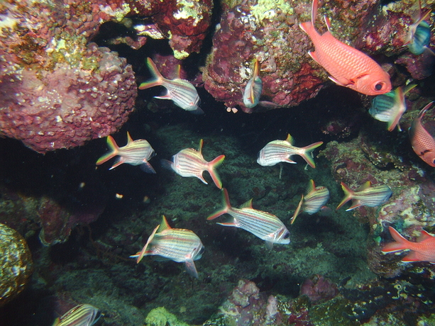 Weisaum-Soldatenfisch, Blutfleckhusar