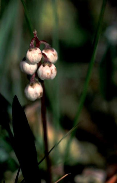 hbsche Glockenblumen