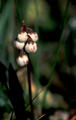 hbsche Glockenblumen