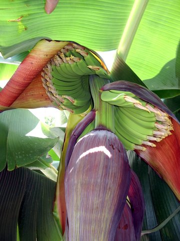 Banana Plantain