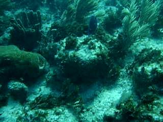 UW Movie of soft corals moving in the surf