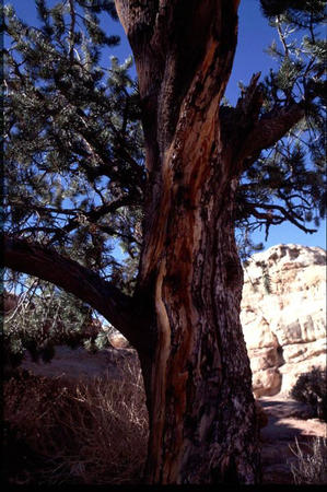 Baum (Capitol?)