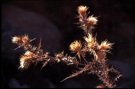 Distel (Capitol Reef)