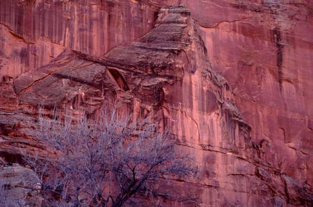 Baum/Fels im Capitol Reef