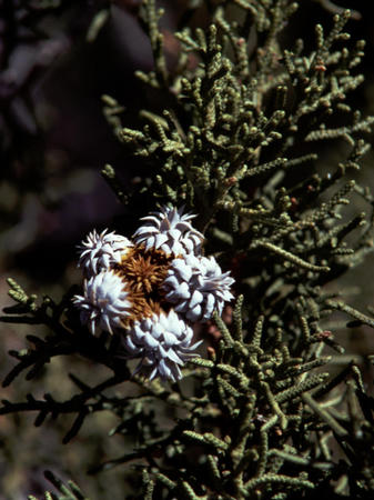 Juniper berries