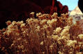 Pflanzen im Capitol Reef NP