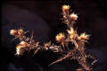 Distel (Capitol Reef)